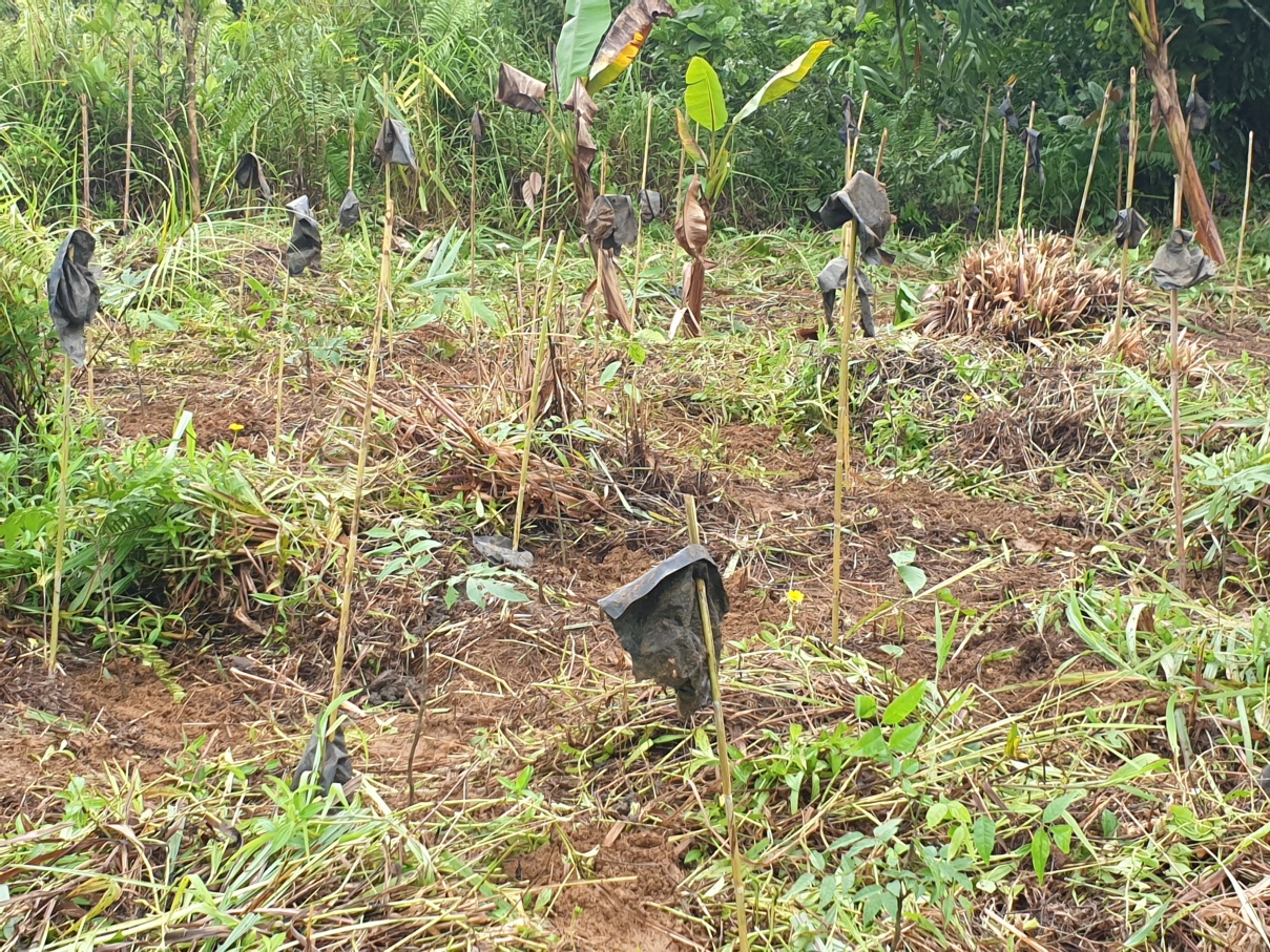 EcoMatcher-2300Trees-4Aug2019-20 | Fostering Education & Environment ...