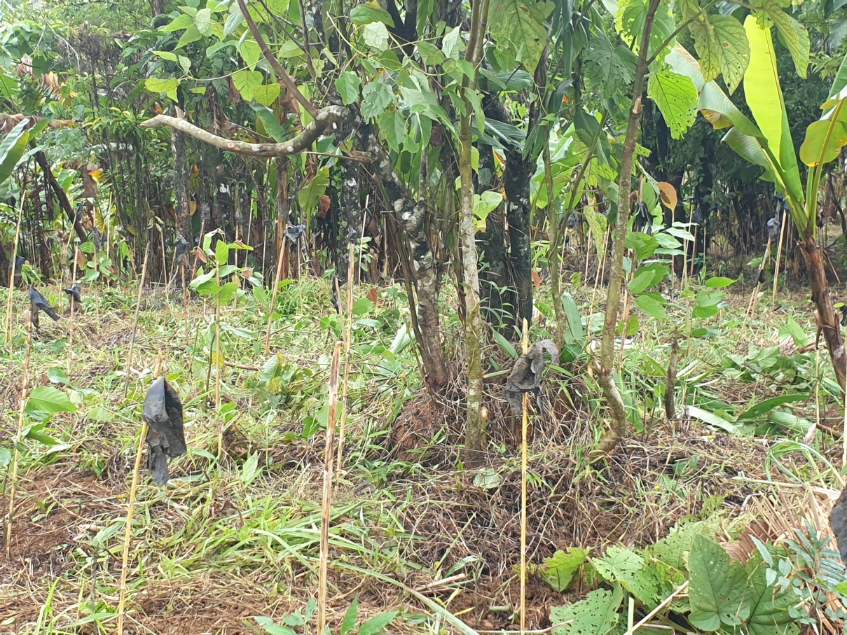 EcoMatcher-2300Trees-4Aug2019-22 | Fostering Education & Environment ...