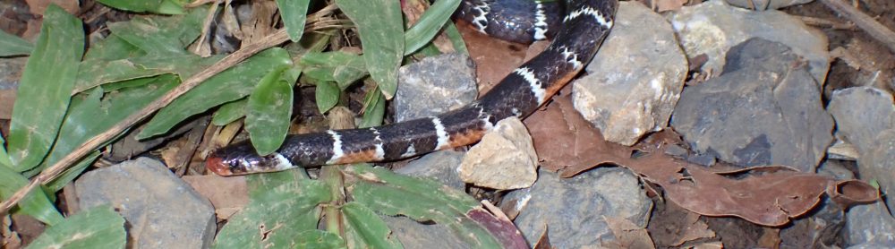 Fostering Education & Environment for Development, Inc. (FEED)